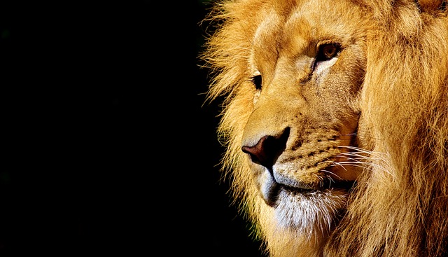 Qué significa soñar con leones sueltos