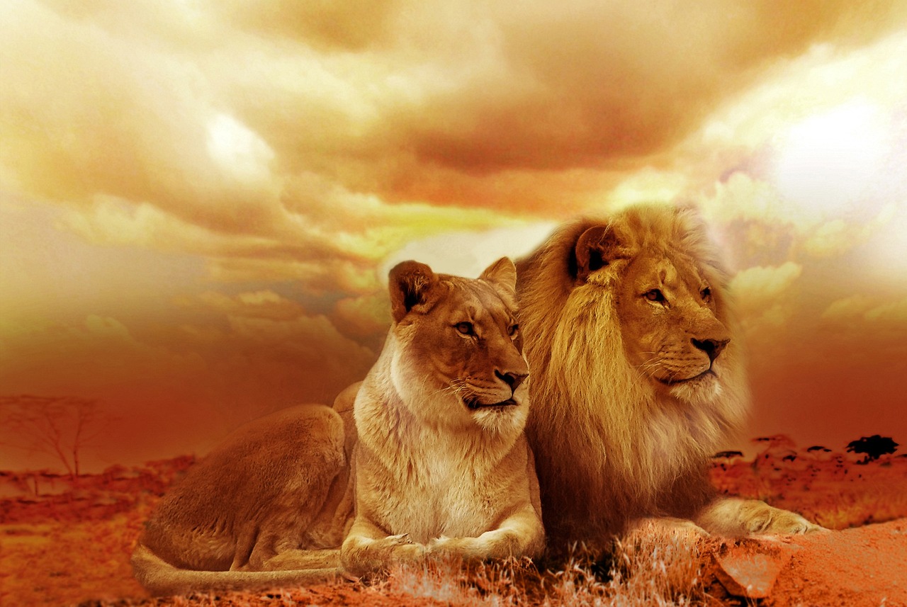 Qué significa soñar con dos leones